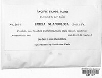 Exidia glandulosa image